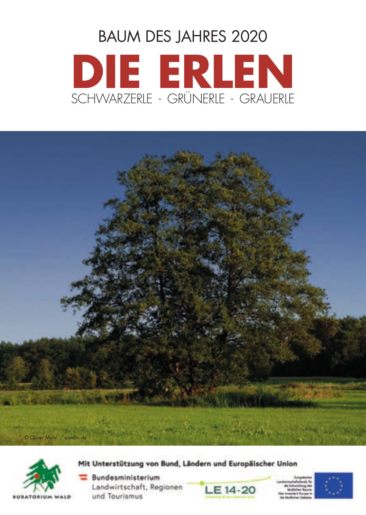 Erlen – Baum des Jahres 2020
