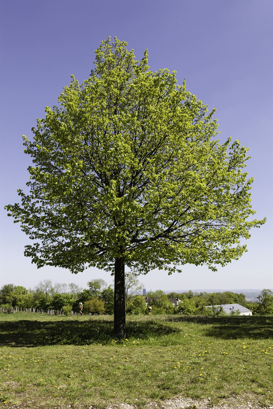 Linden – Baum des Jahres 2021