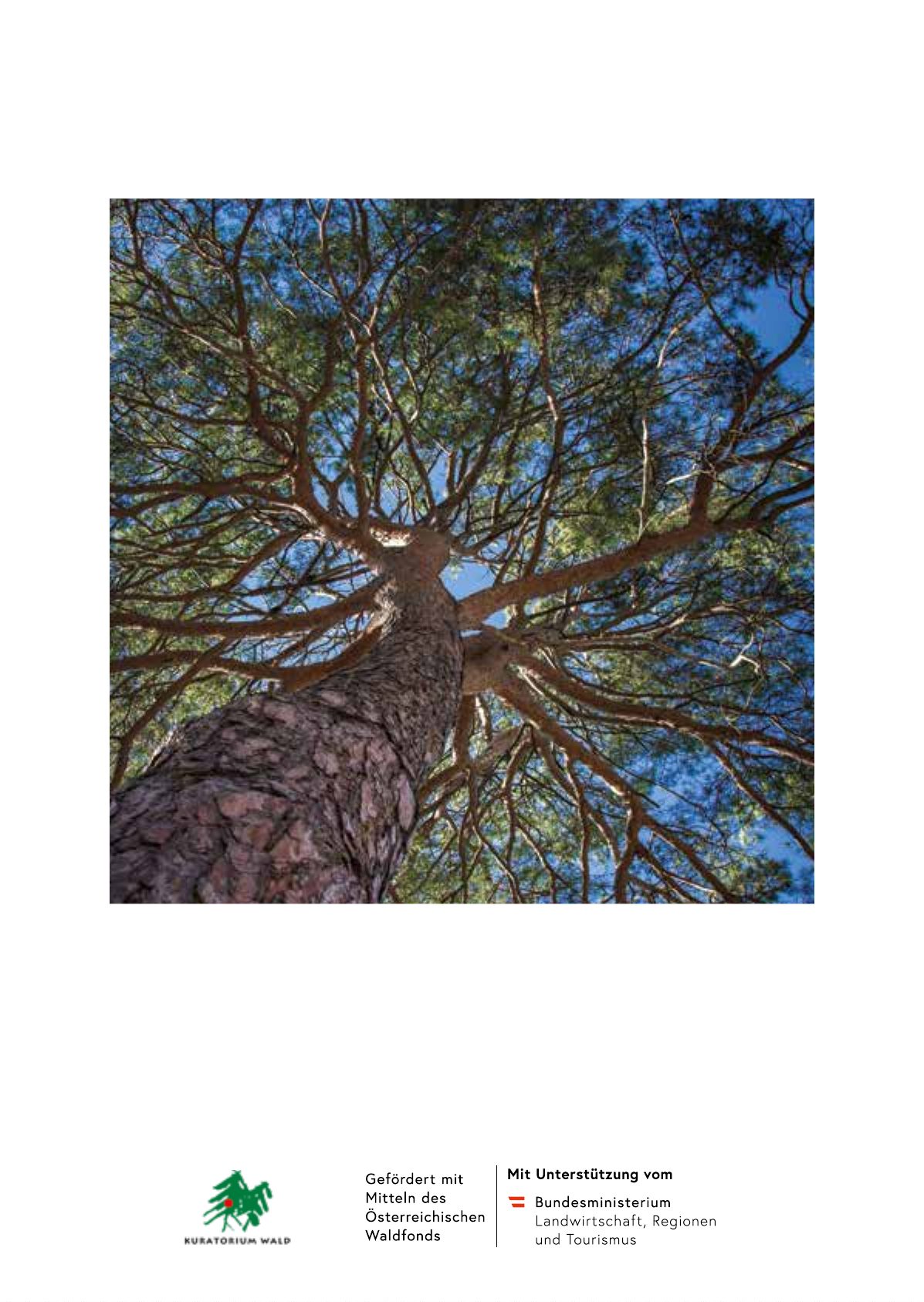 Rotföhre – Baum des Jahres 2022