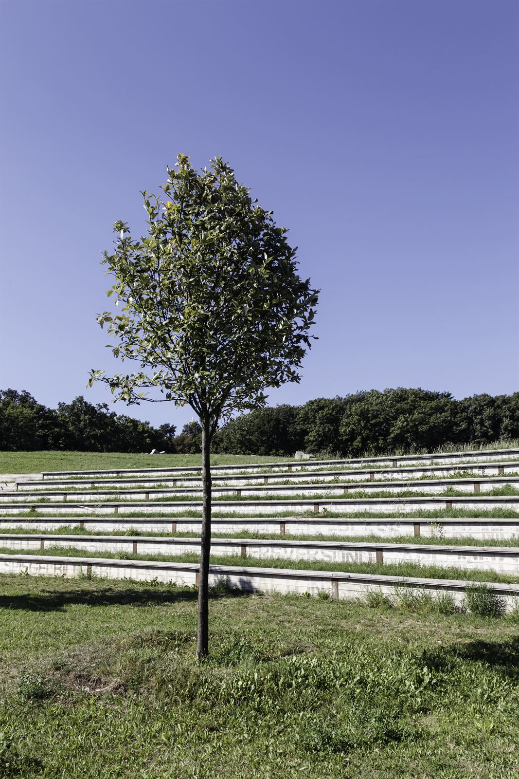 Eberesche – Baum des Jahres 2023
