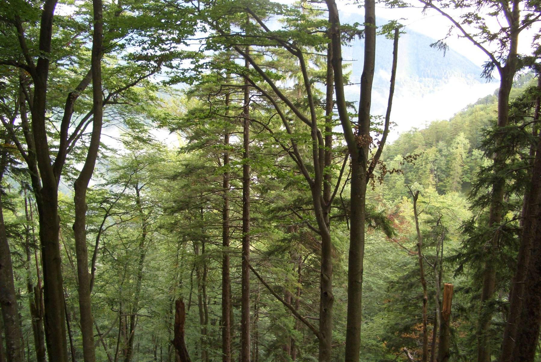 Resilienz im Bergwald