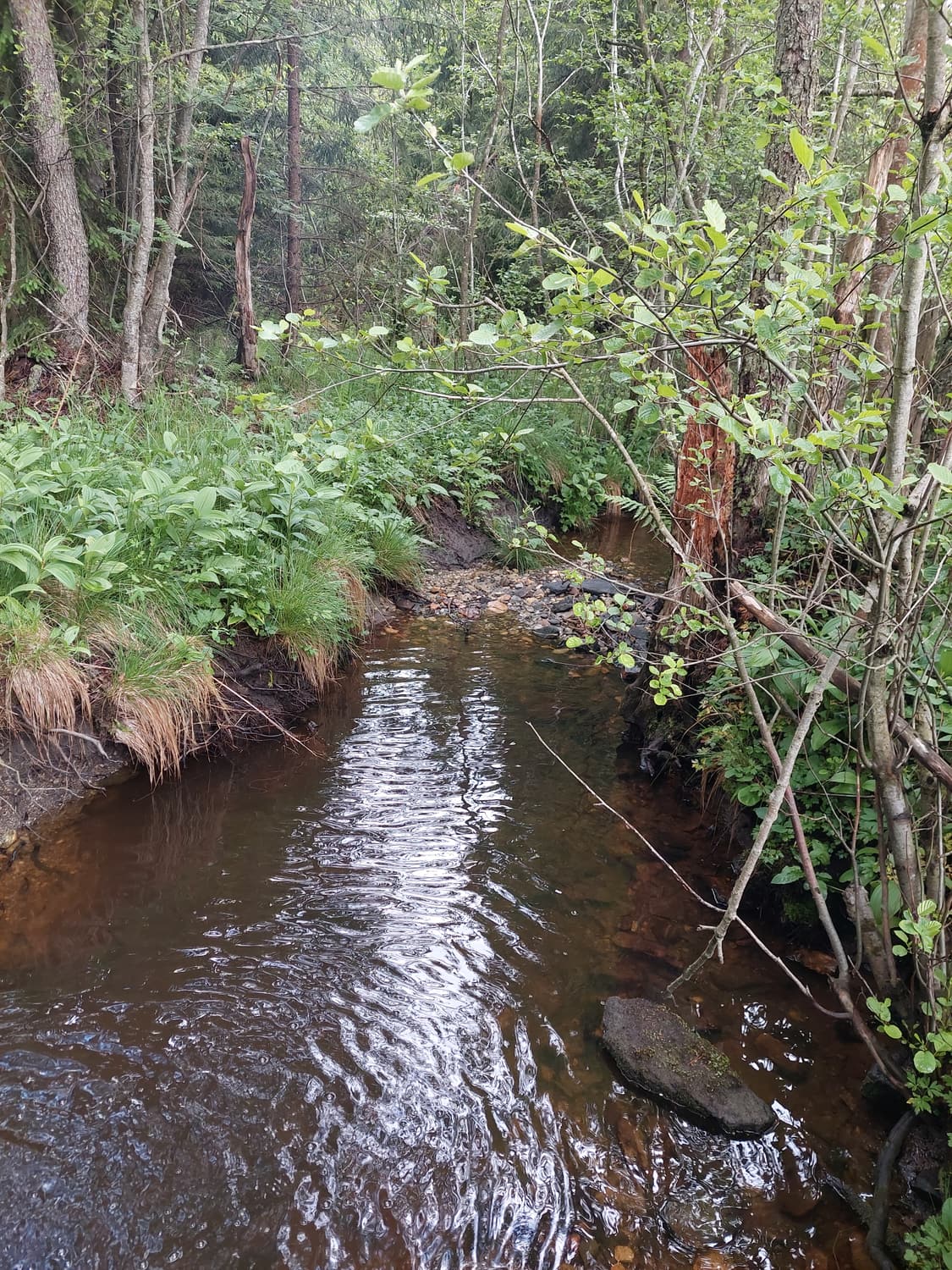 Dunkler Quellbach zwischen Erlen und Seggen im Waldviertel