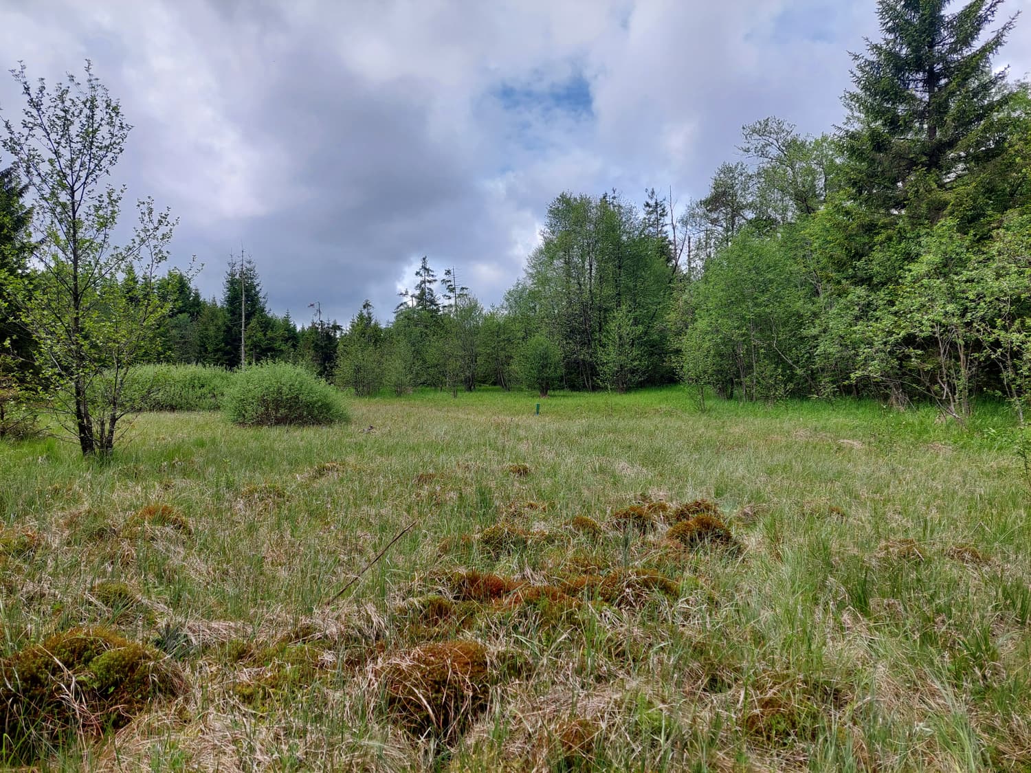 Offene Feuchtwiese mit Wolkenhimmel im Projektgebiet