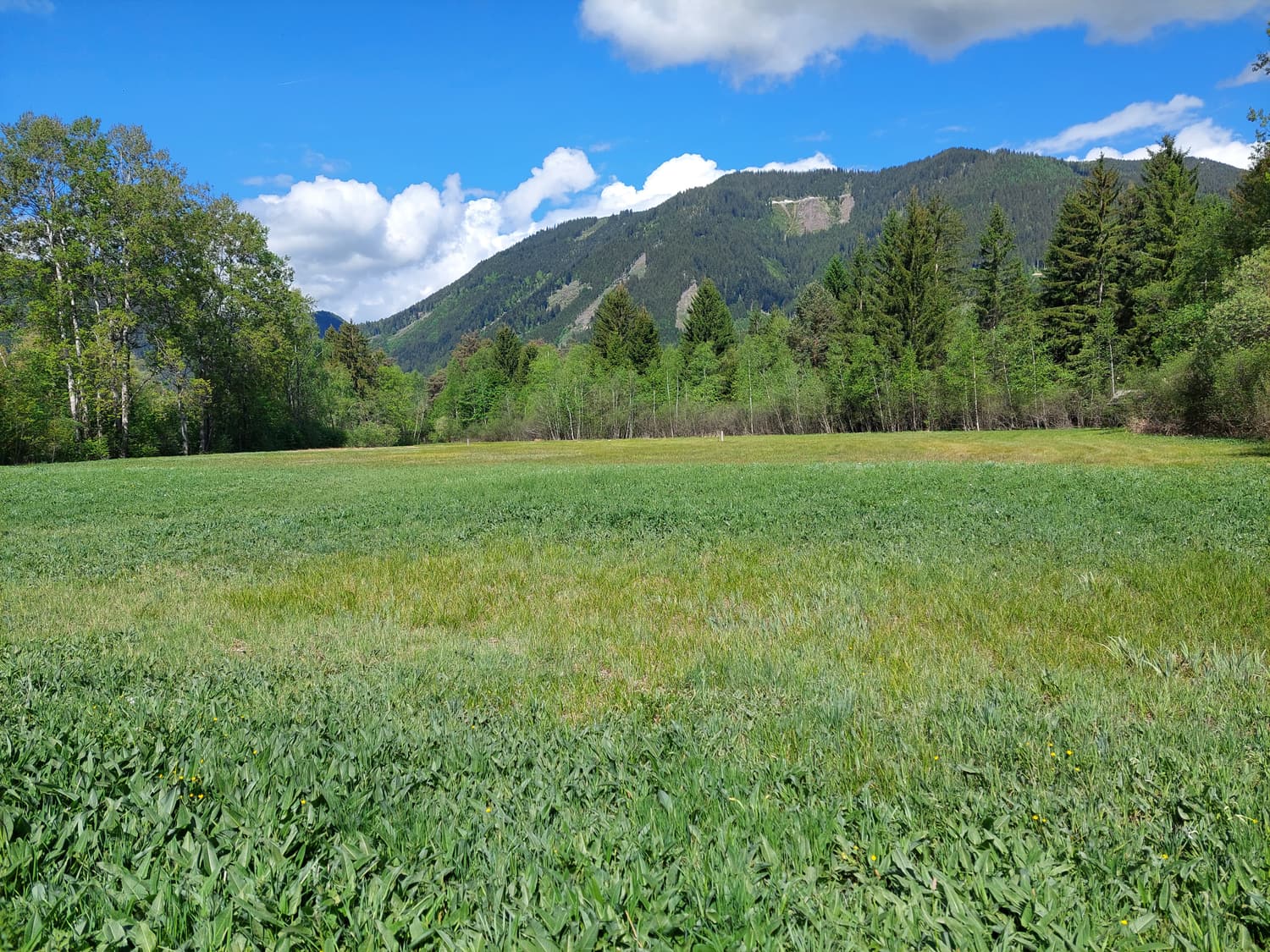 Moorwiese im Ennstal vor bewaldeten Bergen
