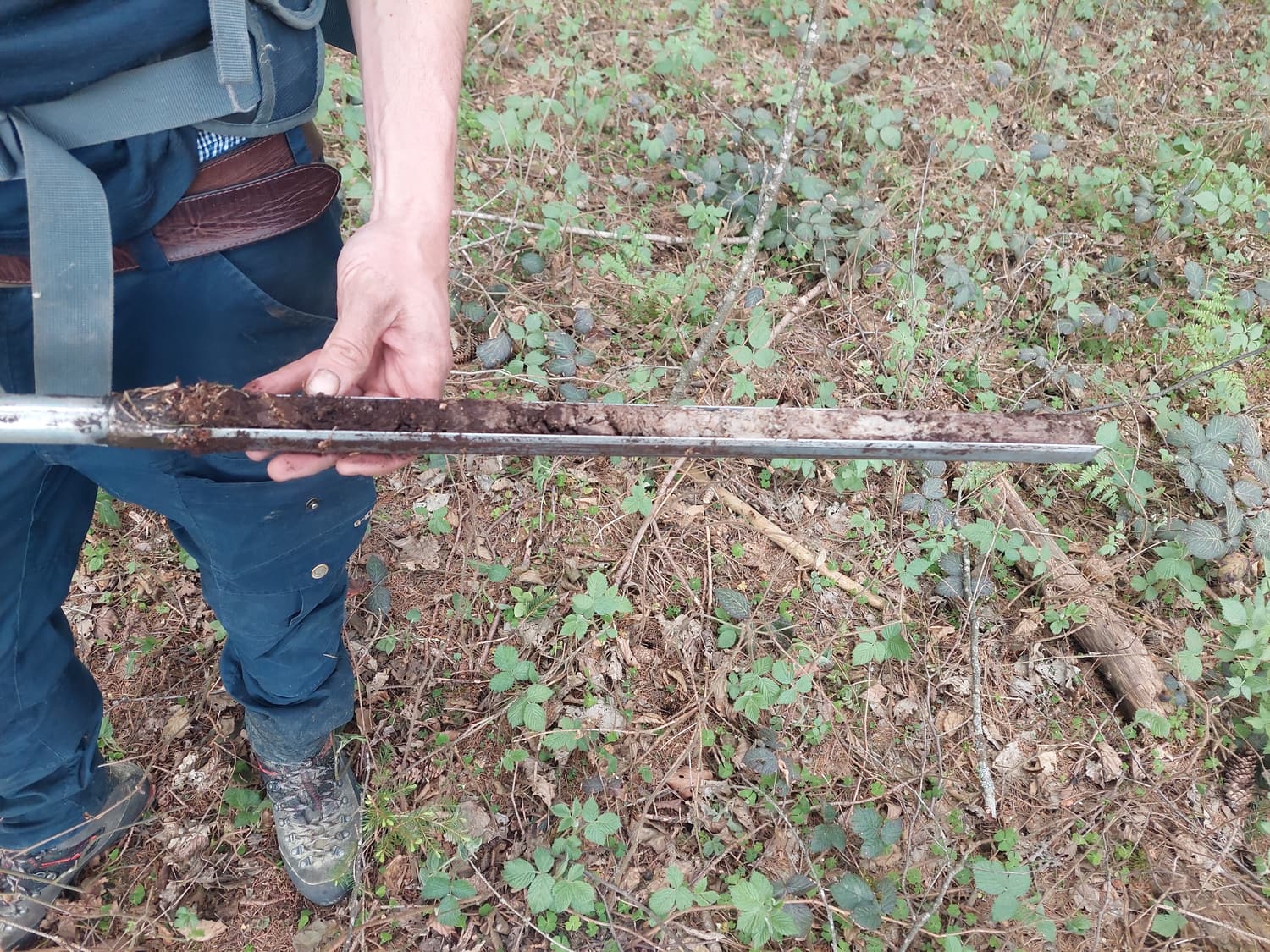 Bohrkern aus dem Moor in der Rinne eines Torfbohrers