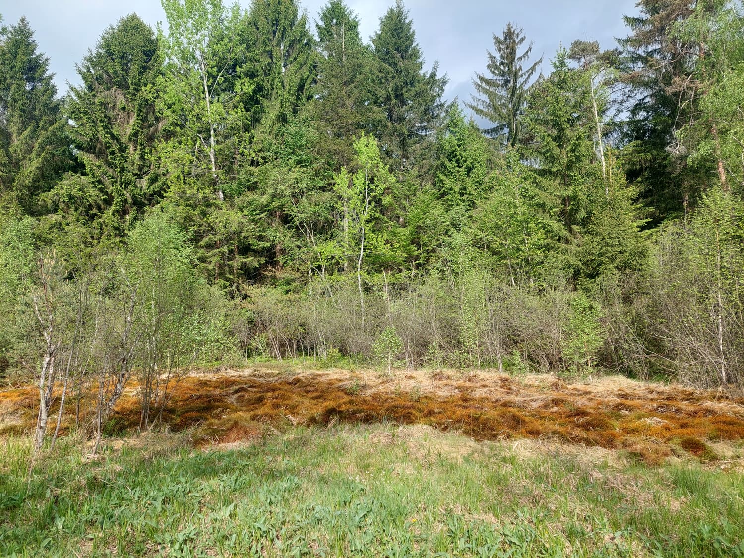 Rostbrauner Torfmoosteppich am Übergang von der Wiese zum Moorwald