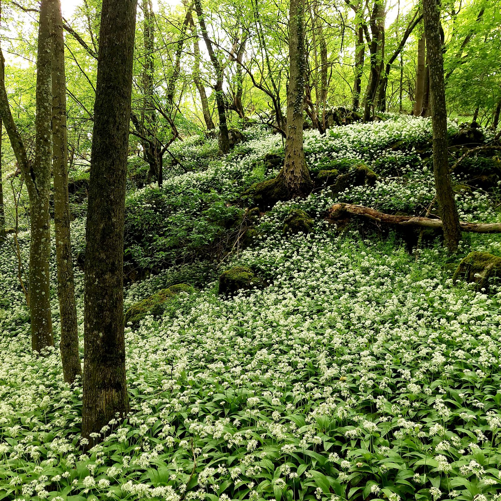 Blühender Wald