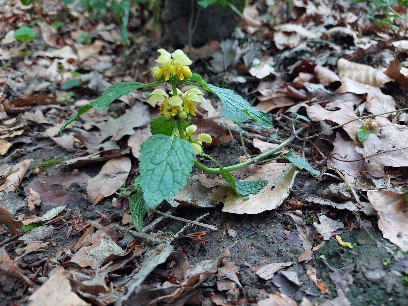 Goldnessel am Waldboden